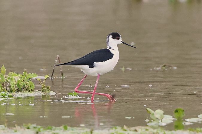 Echasse blanche  - Jiri Vratny