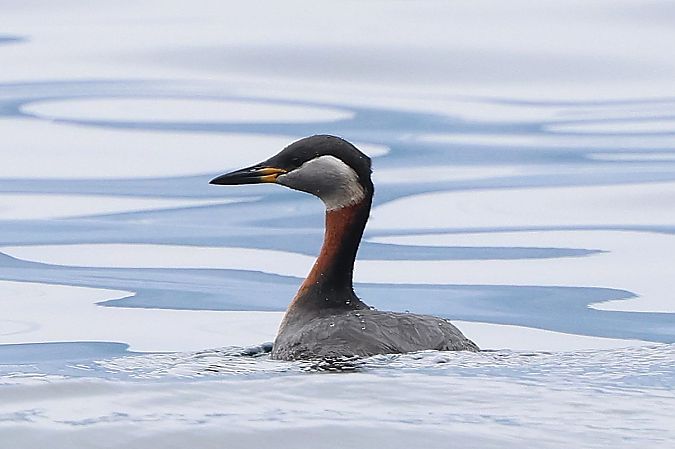 Grèbe jougris  - Jiri Vratny