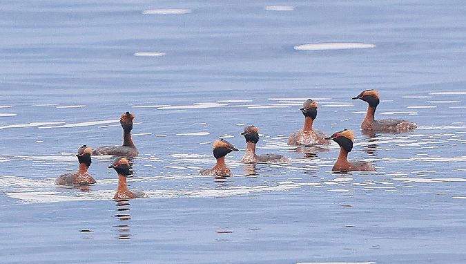Grèbe esclavon  - Jiri Vratny