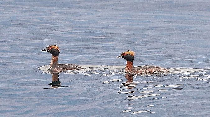 Grèbe esclavon  - Jiri Vratny
