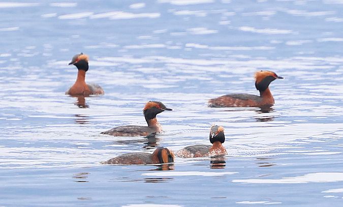 Grèbe esclavon  - Jiri Vratny