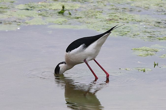 Echasse blanche  - Jiri Vratny