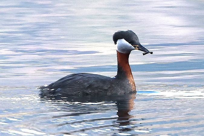 Grèbe jougris  - Jiri Vratny