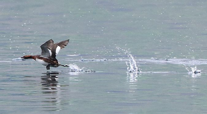 Grèbe esclavon  - Jiri Vratny