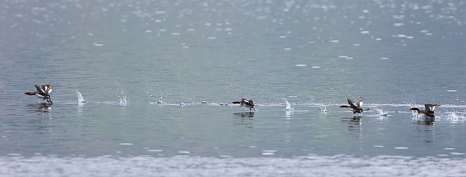 Grèbe esclavon  - Jiri Vratny