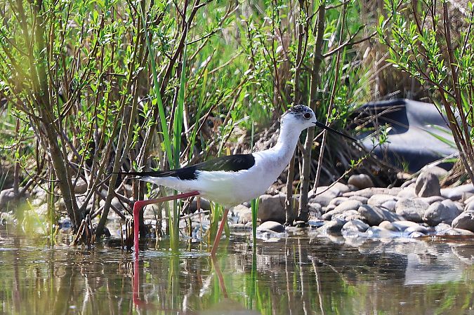 Echasse blanche  - Jiri Vratny