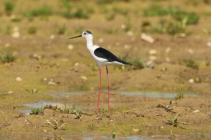 Echasse blanche  - Jiri Vratny
