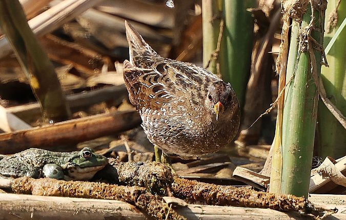 Marouette ponctuée  - Jiri Vratny