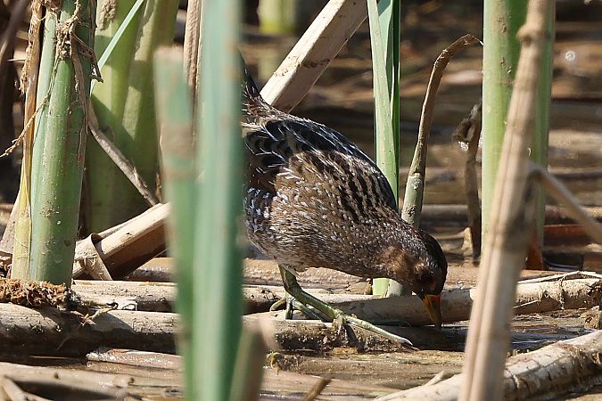Marouette ponctuée  - Jiri Vratny