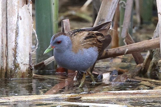 Marouette poussin  - Jiri Vratny