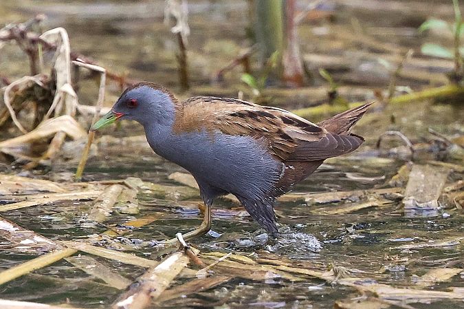 Marouette poussin  - Jiri Vratny