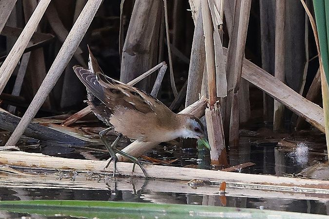 Marouette poussin  - Jiri Vratny