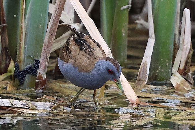 Marouette poussin  - Jiri Vratny