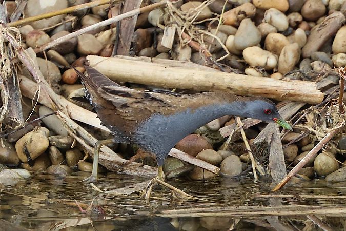 Marouette poussin  - Jiri Vratny