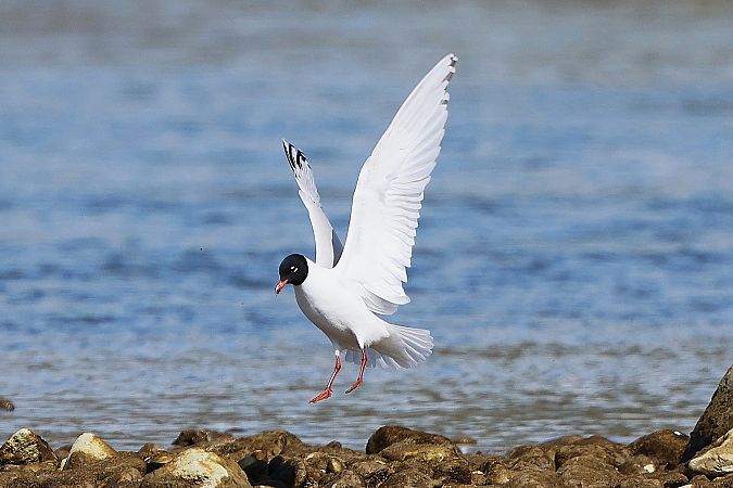 Mouette mélanocéphale  - Jiri Vratny
