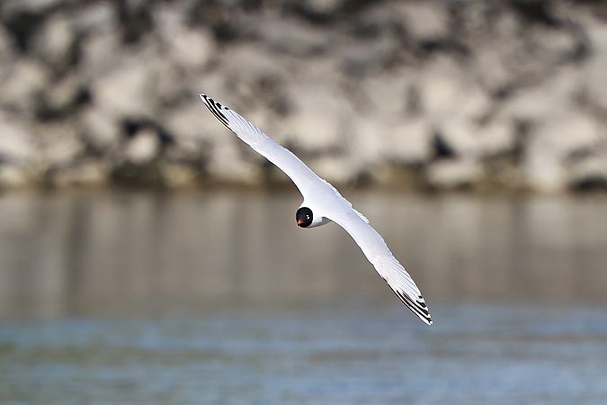 Mouette mélanocéphale  - Jiri Vratny
