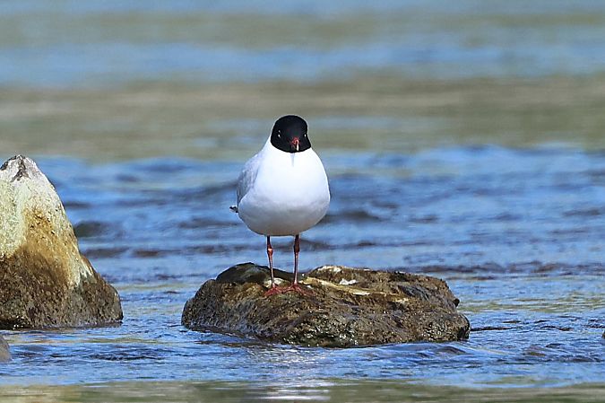 Mouette mélanocéphale  - Jiri Vratny