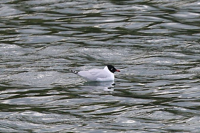 Mouette mélanocéphale  - Jiri Vratny