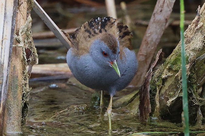 Marouette poussin  - Jiri Vratny