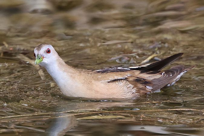 Marouette poussin  - Jiri Vratny