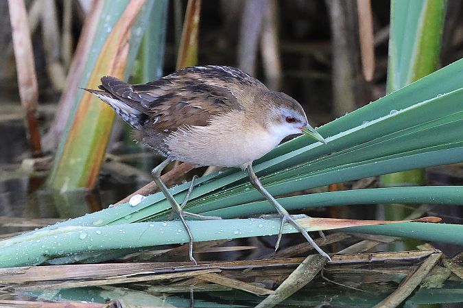 Marouette poussin  - Jiri Vratny
