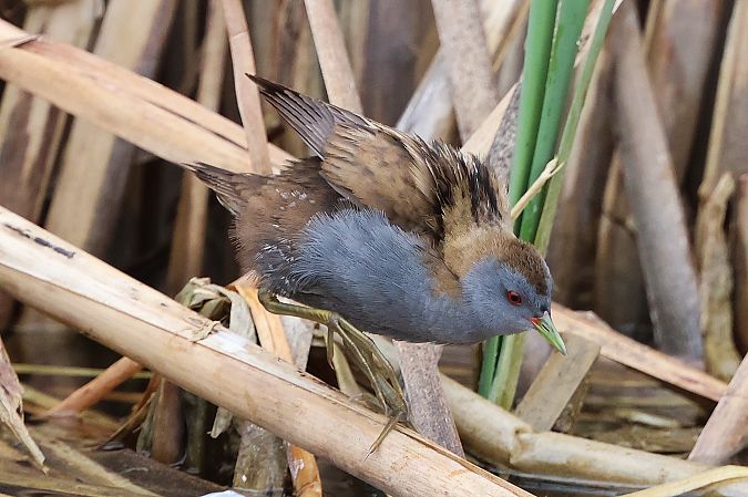 Marouette poussin  - Jiri Vratny