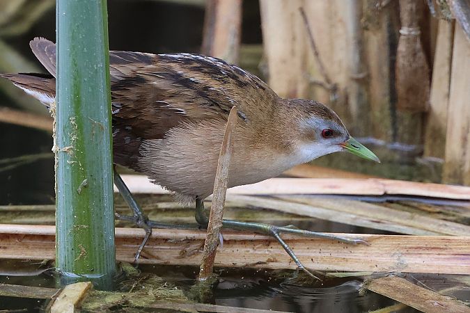 Marouette poussin  - Jiri Vratny