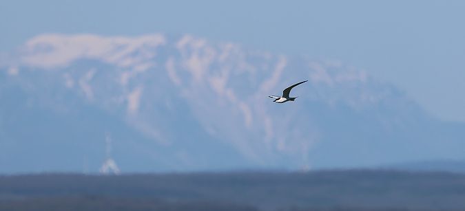 Sterne hansel  - Jiri Vratny