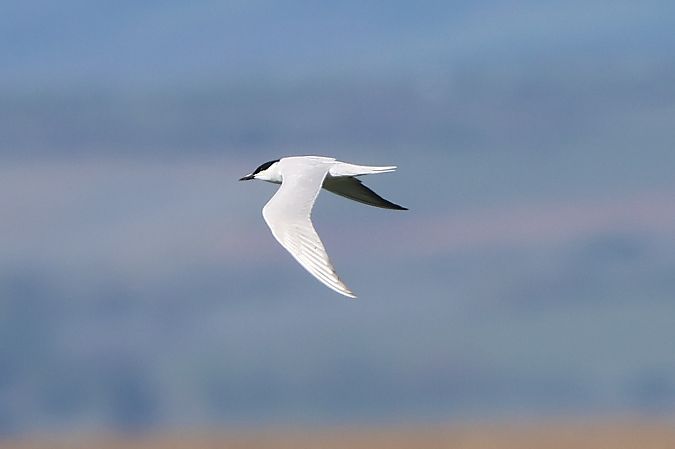 Sterne hansel  - Jiri Vratny