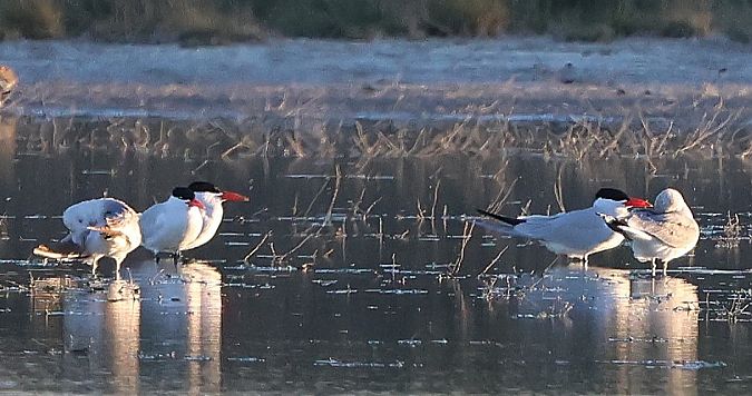 Sterne caspienne  - Jiri Vratny