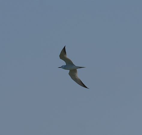 Oiseau indéterminé 