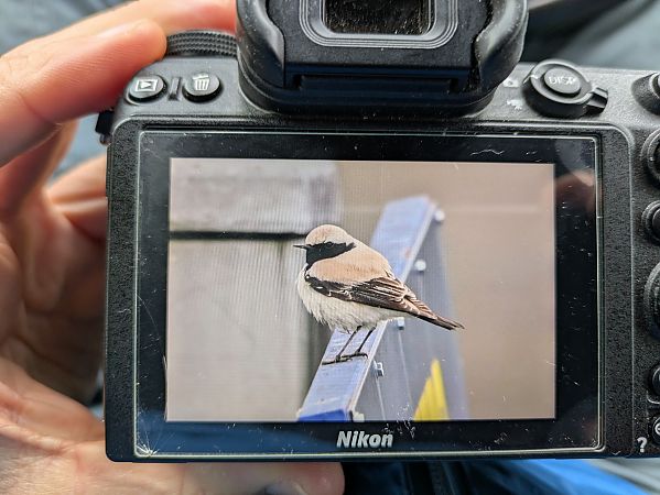 Traquet du désert  - Johannes Jäger