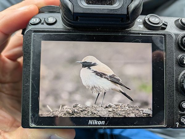 Traquet du désert  - Johannes Jäger