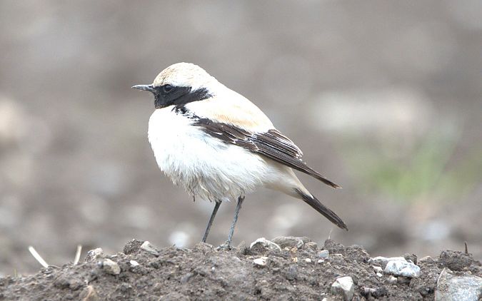 Traquet du désert  - Johannes Jäger