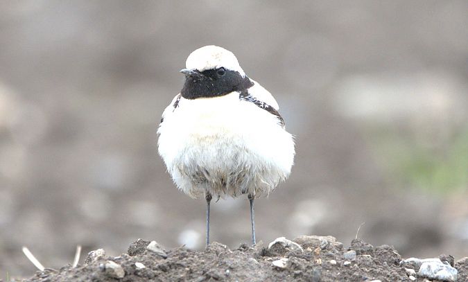 Traquet du désert  - Johannes Jäger