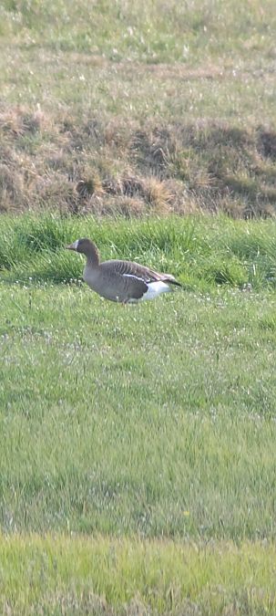 Oie rieuse  - Johannes Jäger