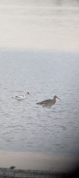 Avocette élégante  - Johannes Jäger