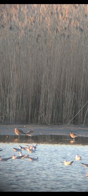 Courlis corlieu  - Johannes Jäger