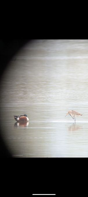 Barge à queue noire  - Johannes Jäger