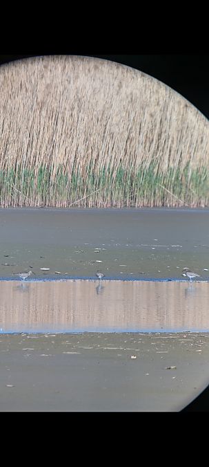 Courlis corlieu  - Johannes Jäger