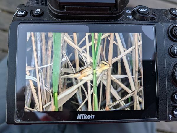 Phragmite aquatique  - Johannes Jäger