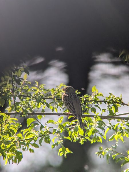 Bruant ortolan  - Johannes Jäger