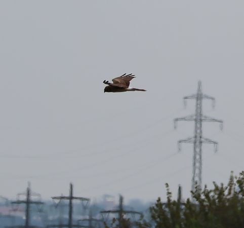 Busard pâle  - Josef Riegler