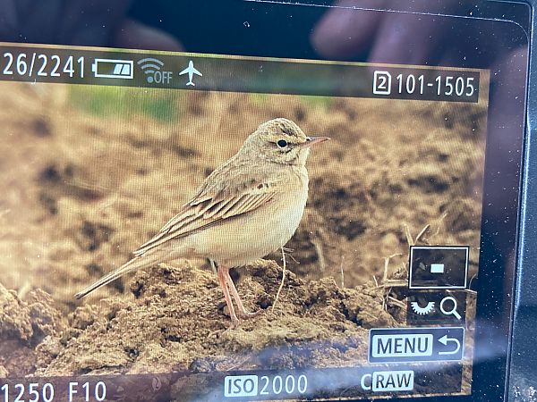Pipit rousseline  - Andreas Tiefenbach