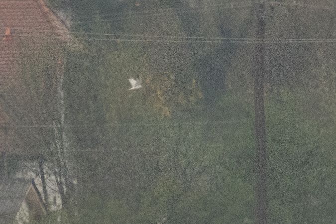 Pallid Harrier  - Andreas Tiefenbach