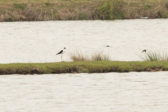 Echasse blanche  - Andreas Tiefenbach