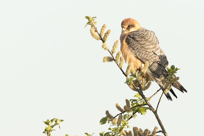 Faucon kobez  - Andreas Tiefenbach