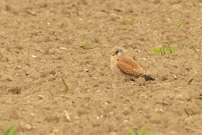Faucon crécerellette  - Andreas Tiefenbach