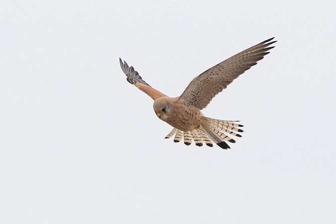 Faucon crécerellette  - Andreas Tiefenbach