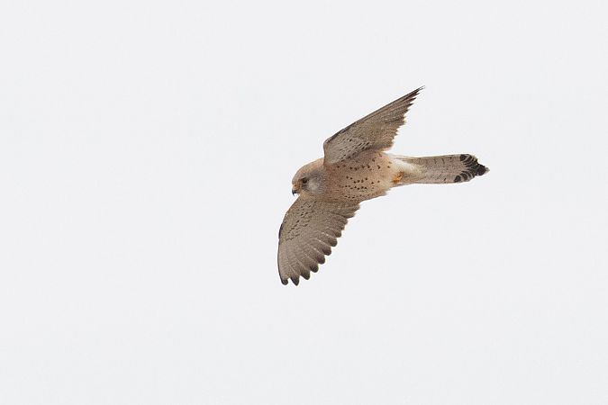 Faucon crécerellette  - Andreas Tiefenbach